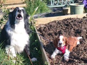 welsh springer spaniel puppy, border collie, allotment gardening, grow your own puppy, sharpe, amy
