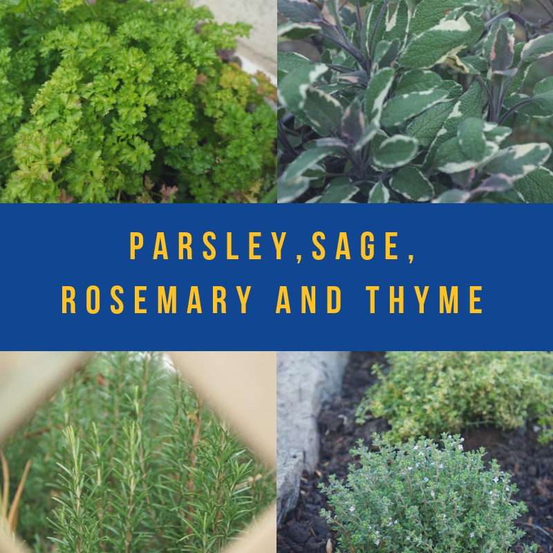 Parsley Sage Rosemary and Thyme