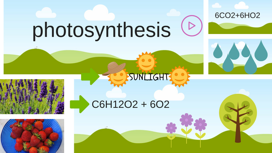 photosynthesis, plant growth, plews
