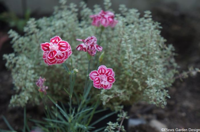 Dianthus starburst, Thyme silver posie, planting design, edible ornamental garden, cottage garden planting, contemporary patio, raised bed