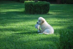 golden retriever puppy on lawn, pet friendly gardens, pets in the garden