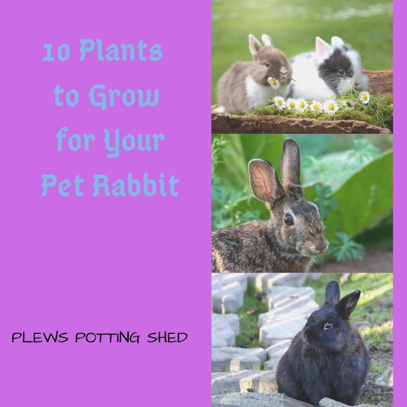 10 Plants to Grow for Your Pet Rabbit, pet friendly gardens