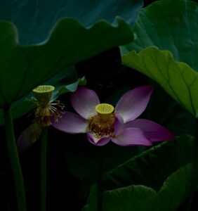 lotus flower, mount putuo, photo by toby wan on unsplash, star wars blog, marie shallcross