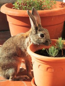 pet rabbit, plant pots, herbs, pet friendly gardens, container planting