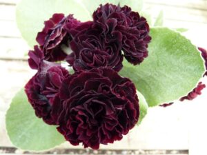 Primula auricula Palpatine, copyright barnhaven nursery, perennial