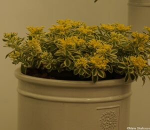 Sedum takesimense atlantis, winner, chelsea plant of the year, rhs chelsea flower show 2019