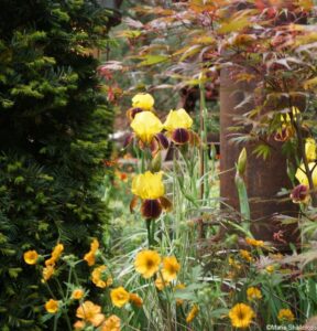 iris, Walker’s Forgotten Quarry Garden, artisan gardens, rhs chelsea flower show 2019