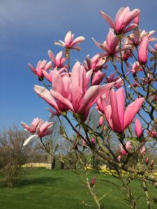 magnolia star wars, nicola thurston-staff