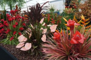 pure grenada , great pavilion, rhs chelsea flower show 2019