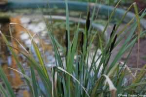 bulrushes, pond border, garden pond, wildlife friendly, planting design, garden project