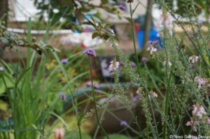 pink toadflax, verbena bonariensis, pond border, garden pond, wildlife friendly, planting design, garden project