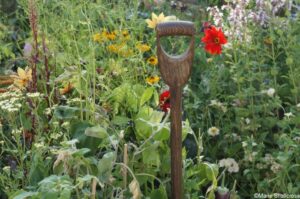 BBC Springwatch garden, feature gardens, RHS Hampton Court Garden Festival 2019