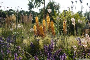 Beth Chatto Drought Resistant Garden, feature gardens, RHS Hampton Court Garden Festival 2019