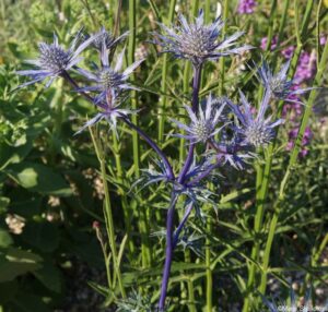 Beth Chatto Drought Resistant Garden, feature gardens, RHS Hampton Court Garden Festival 2019