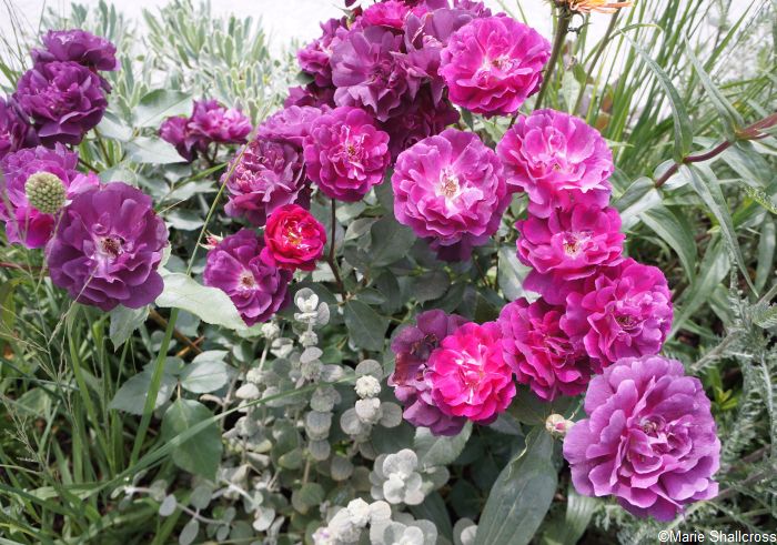 Cancer Research UK Pledge Pathway to Progress Garden, show gardens, RHS Hampton Court Garden Festival 2019