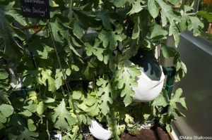 Edible Eden, water melon little darling, feature gardens, RHS Hampton Court Garden Festival 2019