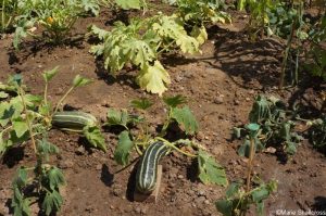 Edible Eden, feature gardens, RHS Hampton Court Garden Festival 2019