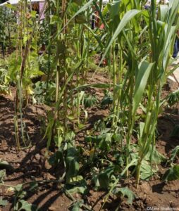 Edible Eden, feature gardens, RHS Hampton Court Garden Festival 2019