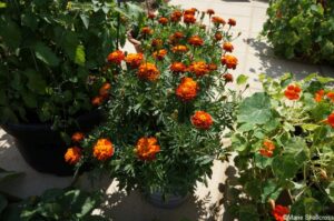 Edible Eden, feature gardens, companion planting, marigolds, nasturtiums, RHS Hampton Court Garden Festival 2019