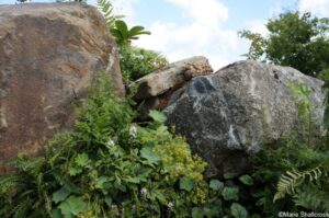 RHS Back to Nature Garden, feature gardens, RHS Hampton Court Garden Festival 2019