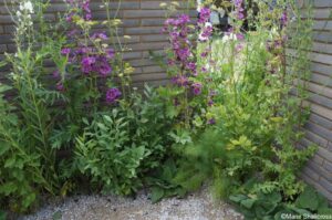 RHS Sanctuary Garden, feature gardens, RHS Hampton Court Garden Festival 2019
