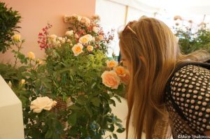 Rosa Sweet Honey, Rose of the Year 2019, floral marquee, RHS Hampton Court Garden Festival 2019