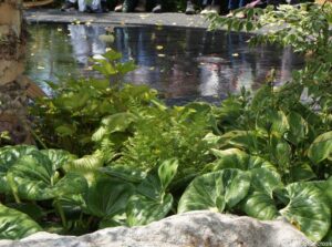 Smart Meter Garden, show gardens, RHS Hampton Court Garden Festival 2019