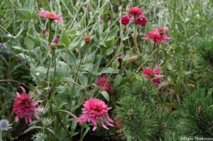 Thames Water Flourishing Future Garden, show gardens, RHS Hampton Court Garden Festival 2019