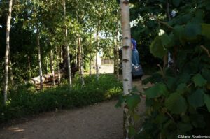 The Forest Will See You Now global impact gardens, RHS Hampton Court Garden Festival 2019
