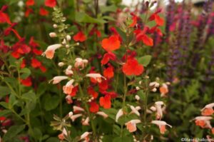 dysons salvias, floral marquee, RHS Hampton Court Garden Festival 2019