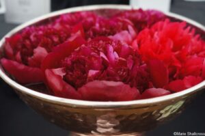 peony red charm, floral marquee, RHS Hampton Court Garden Festival 2019