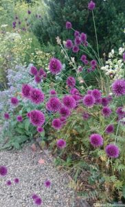 allium, gravel path. Summer Flower Border