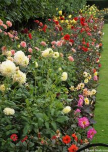 border of dahlias, Summer Flower Border
