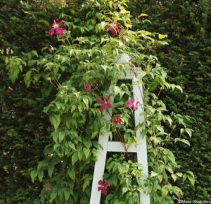 clematis, obelisk