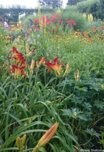 day lilies, mixed herbaceous border, loseley park, Summer Flower Border