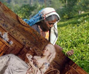 tea plantation, afternoon tea, duchess of bedford, tea garden, camellia sinensis, camellia assamica, marie shallcross, plews potting shed blog
