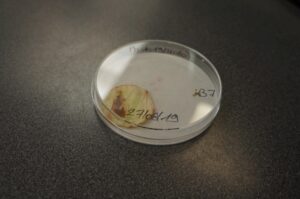 petri dishes, nematode testing, basf