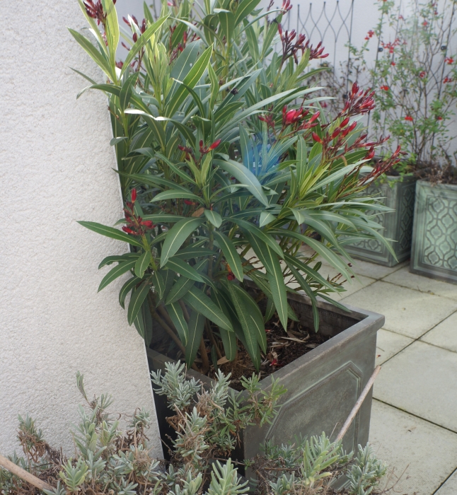 roof garden, planters, olive tree, lavender
