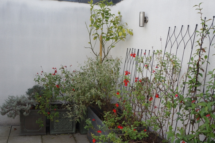 roof garden, lavender, salvia, jasmine, Mediterranean style garden