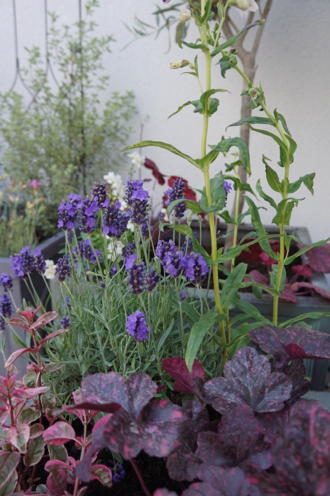 roof garden, lavender, heuchera, english cottage garden style