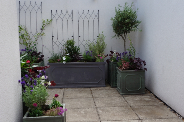 roof garden, planters, olive tree, lavender