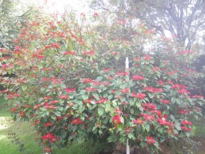growing as a shrub, poinsettia, Euphorbia pulcherrima