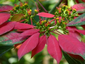 poinsettia, Euphorbia pulcherrima, close up