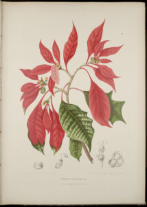 1880 botanical illustration of poinsettia, Euphorbia pulcherrima, Klotzch