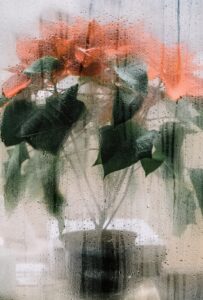 orange poinsettia in vase, Euphorbia pulcherrima