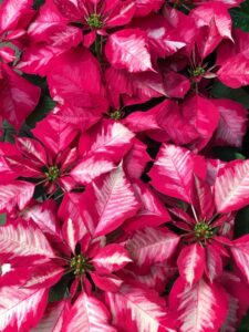 pink poinsettia, Euphorbia pulcherrima