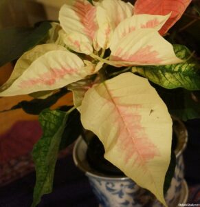 poinsettia, Euphorbia pulcherrima