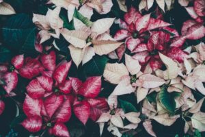 purple and white poinsettia, Euphorbia pulcherrima