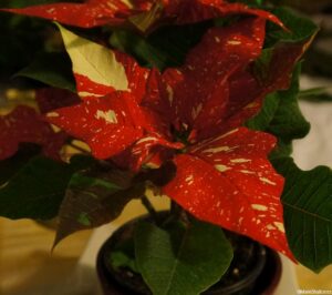 red marbled poinsettia, Euphorbia pulcherrima