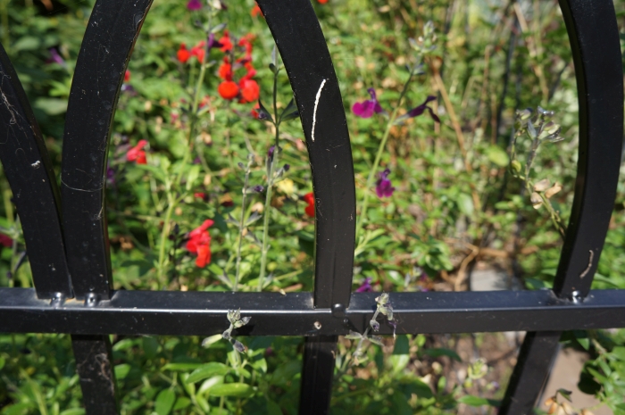 salvias, gothic arch fencing